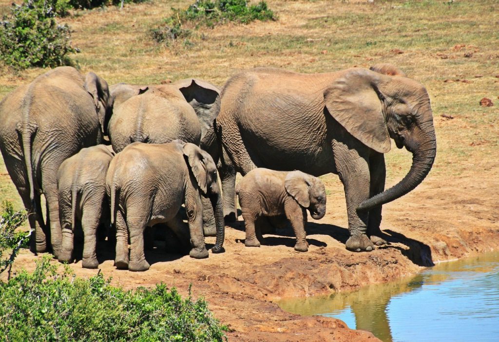 elephants sri lanka