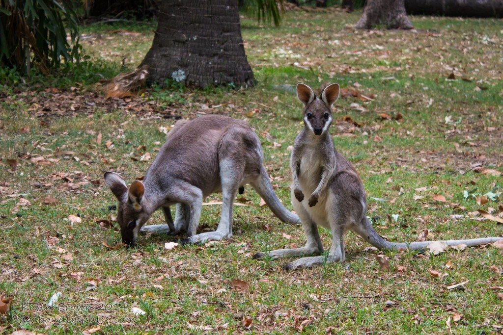 wallabies carnarvon gorge