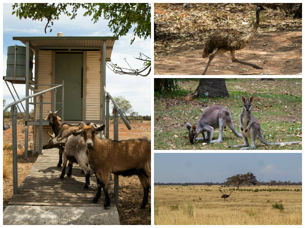 australian outback animals collage