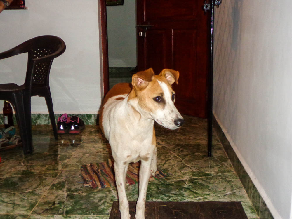 dogs anjuna_
