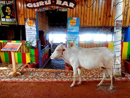 guru bar anjuna