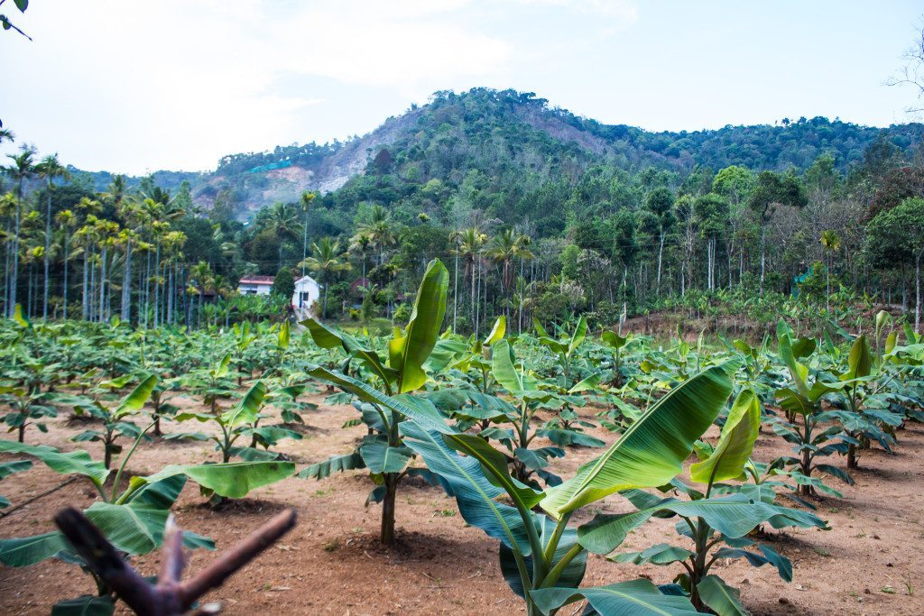 Take a tour of a spice plantation to learn about all the uses of the plants