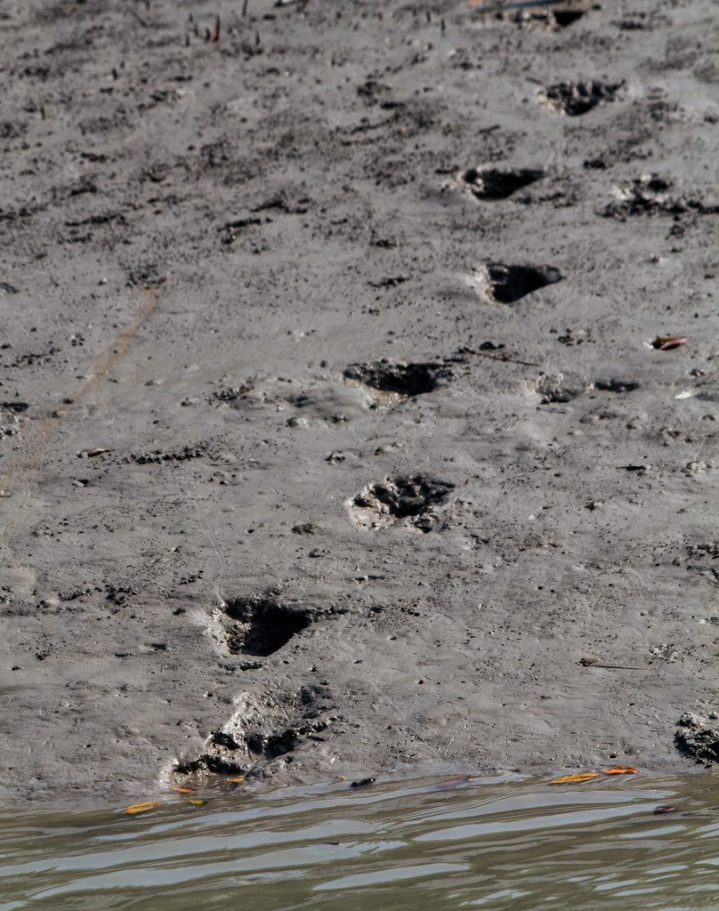 Fresh tiger paw prints in the mud