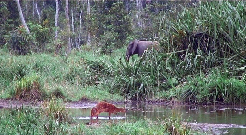 elephant and sitatungas