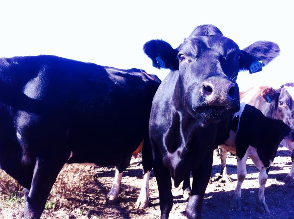 getting a 2nd year working holiday visa by working on a dairy farm in Australia