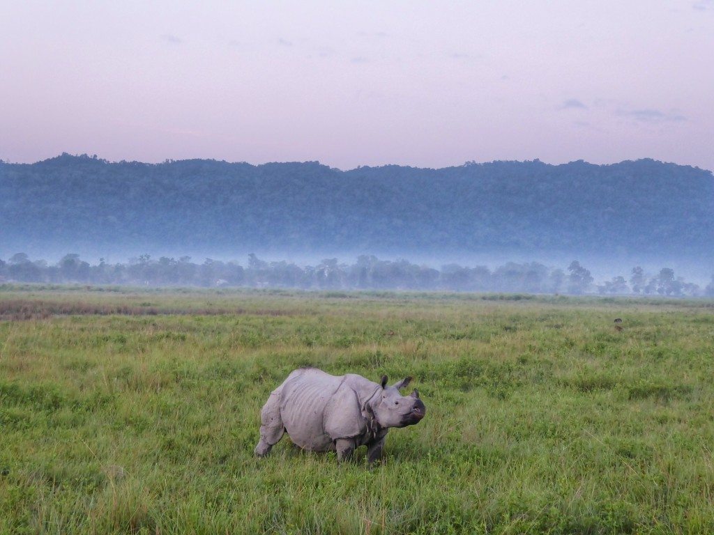 see rhinos close up in Kaziranga Natial Park, Assam, North East India