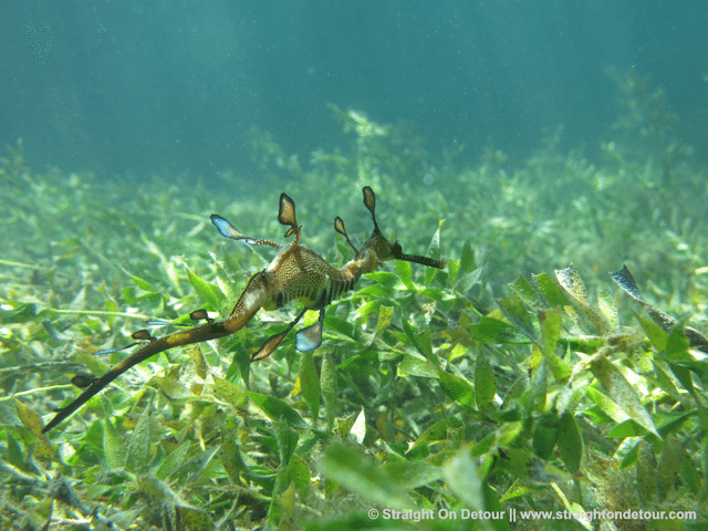 Weedy sea dragon, Flinders Pier, Australia.