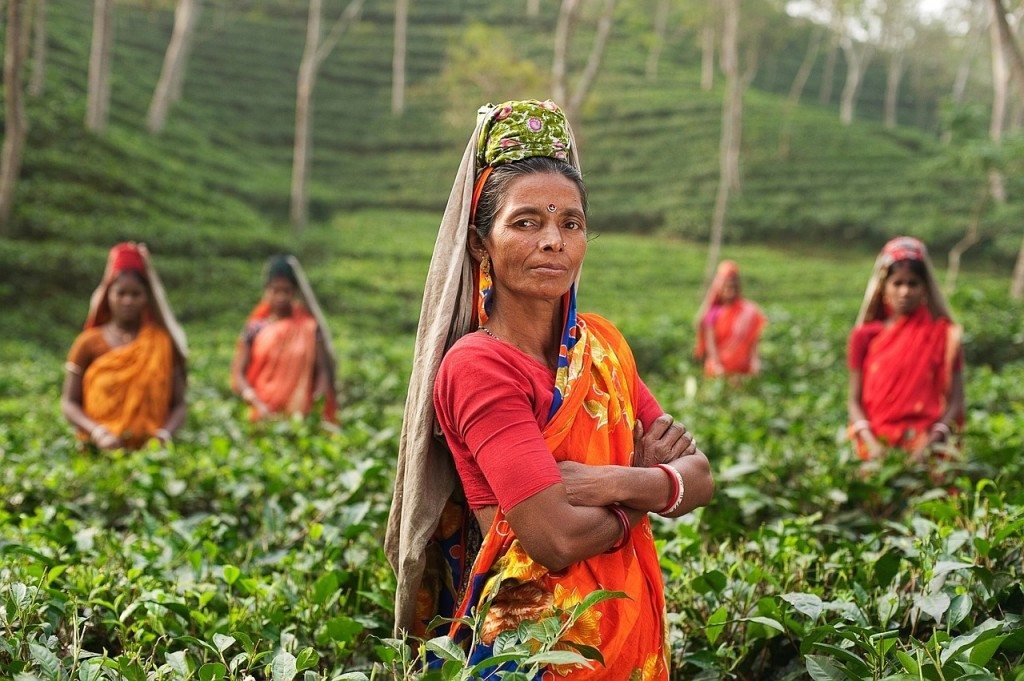women picking tea in India