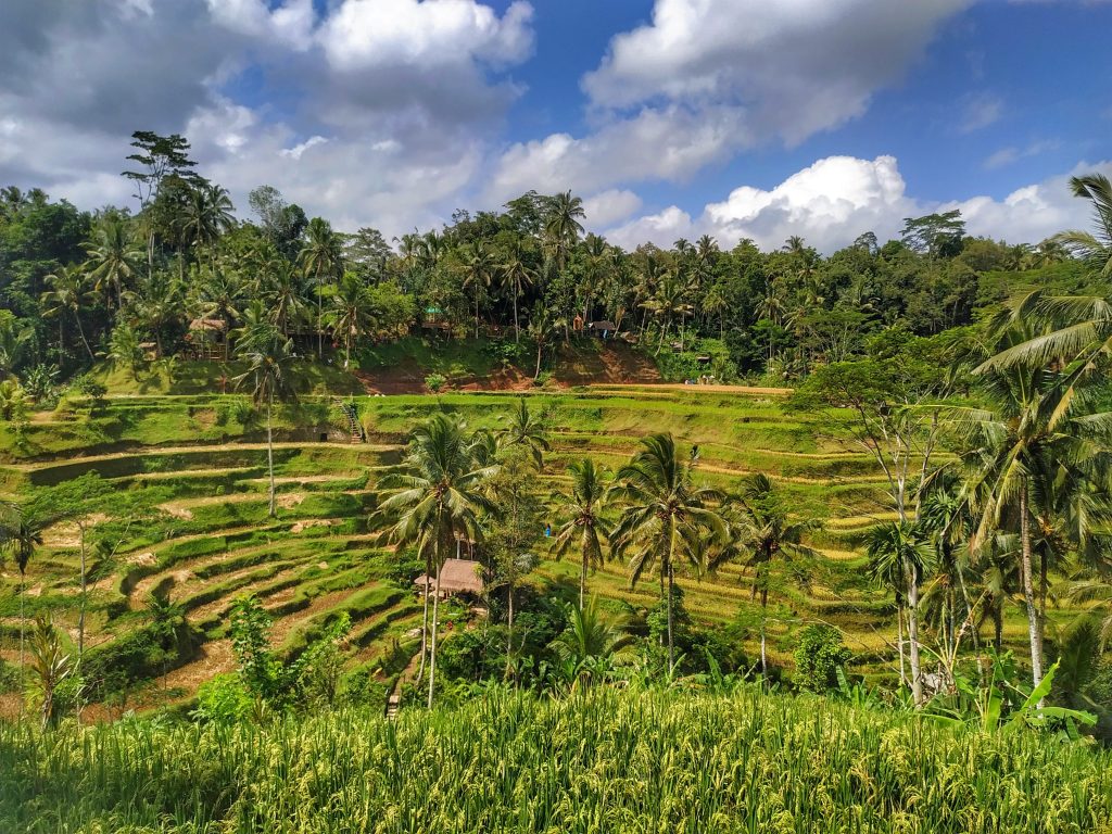 Don't miss the rice terraces from your 2 week Bali itinerary 