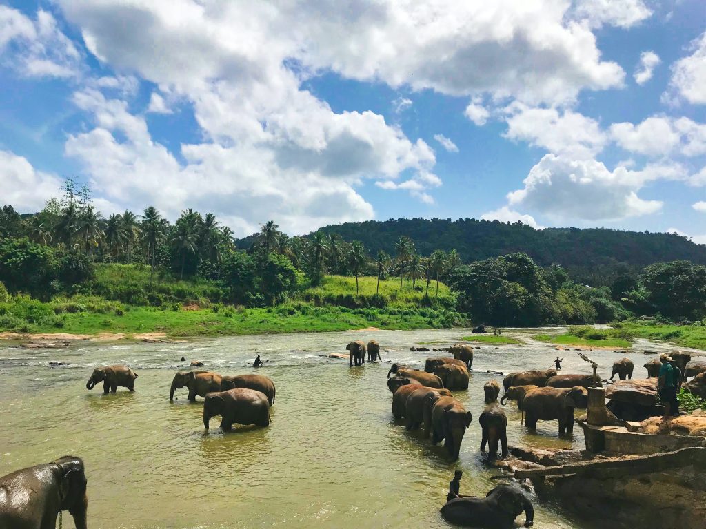 elephant safari sri lanka