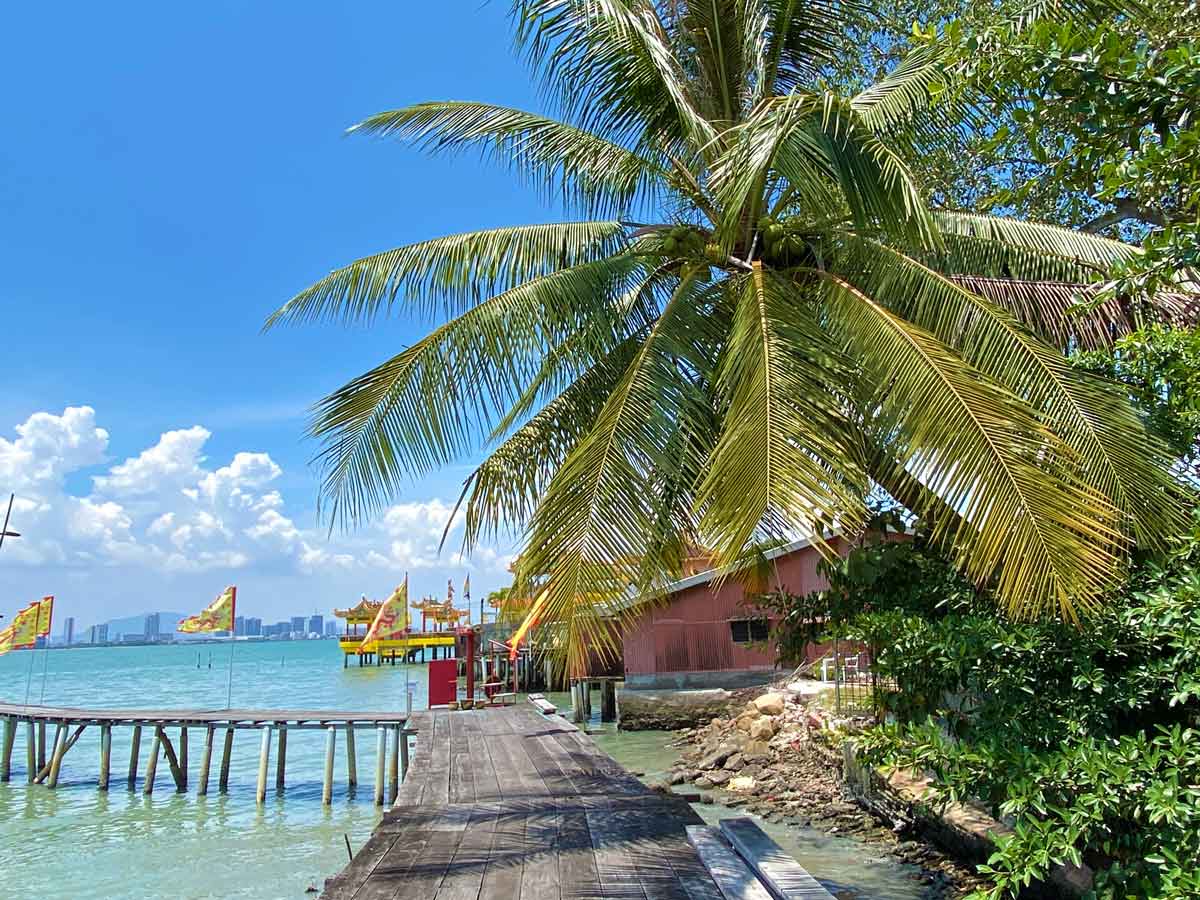 Penang jetty palm tree