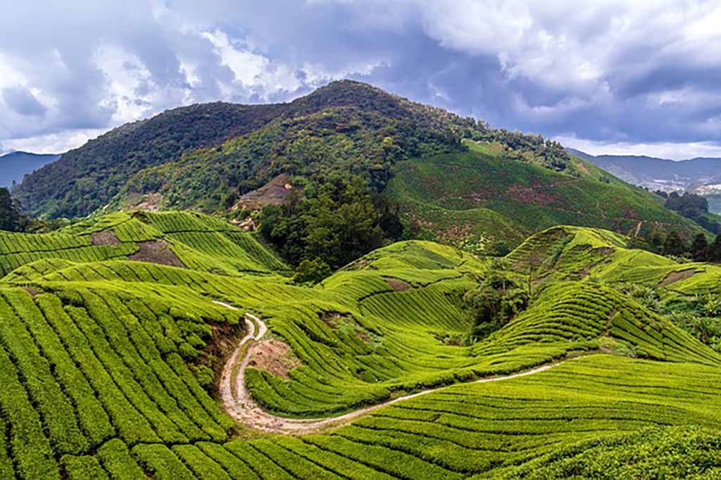 cameron highlands tea plantations malaysia