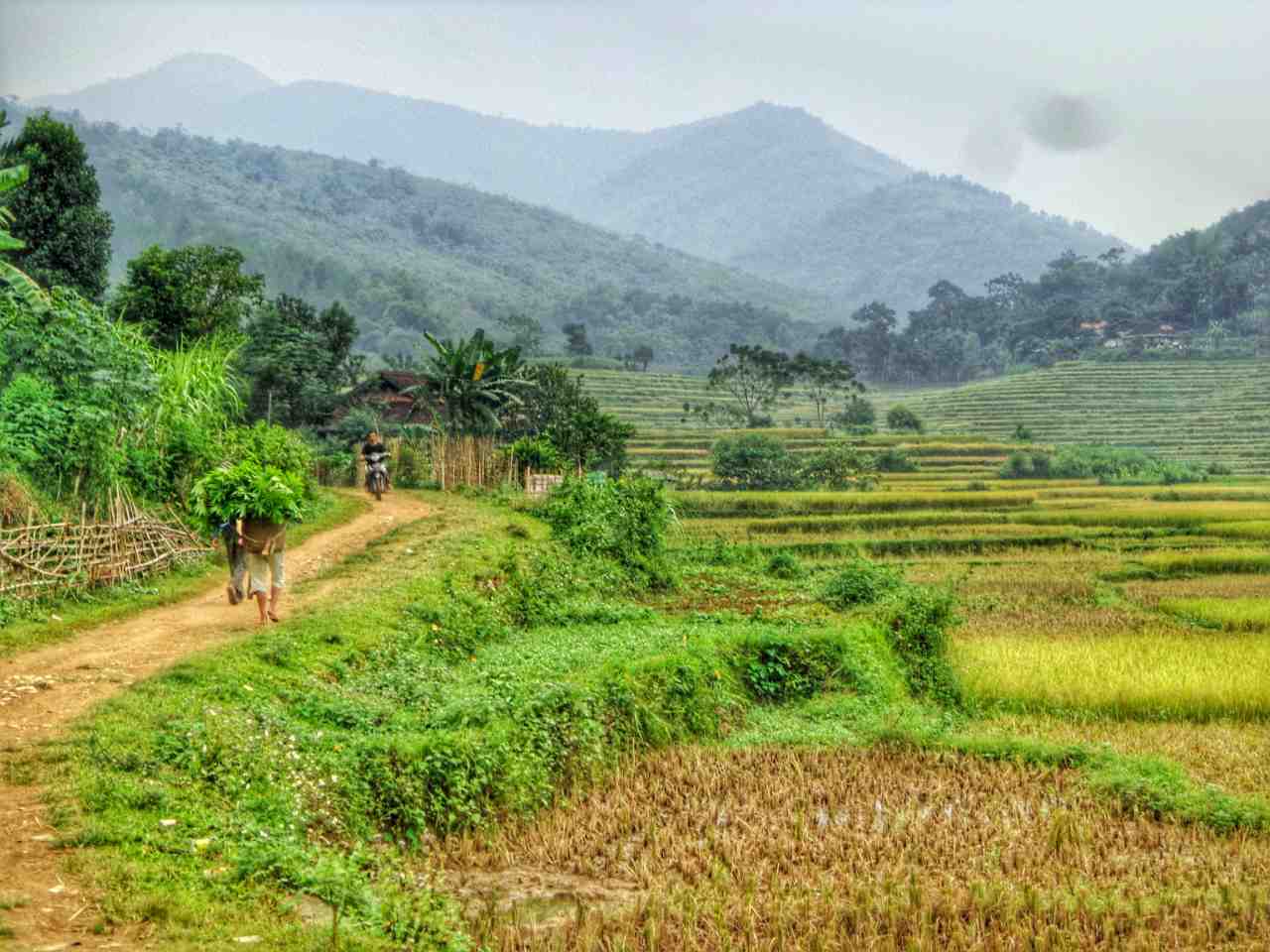 rice terraces of Pu Luong national park