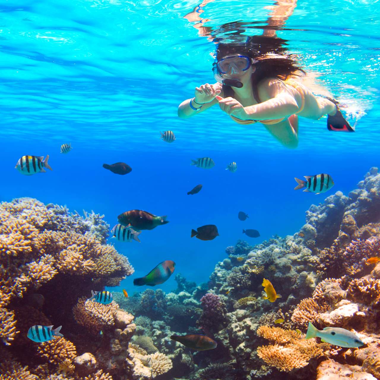 snorkeling in koh tao thailand
