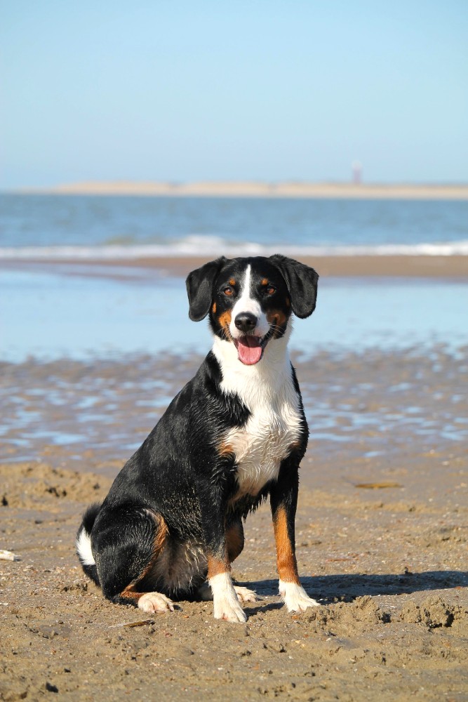 dog on the beach OP
