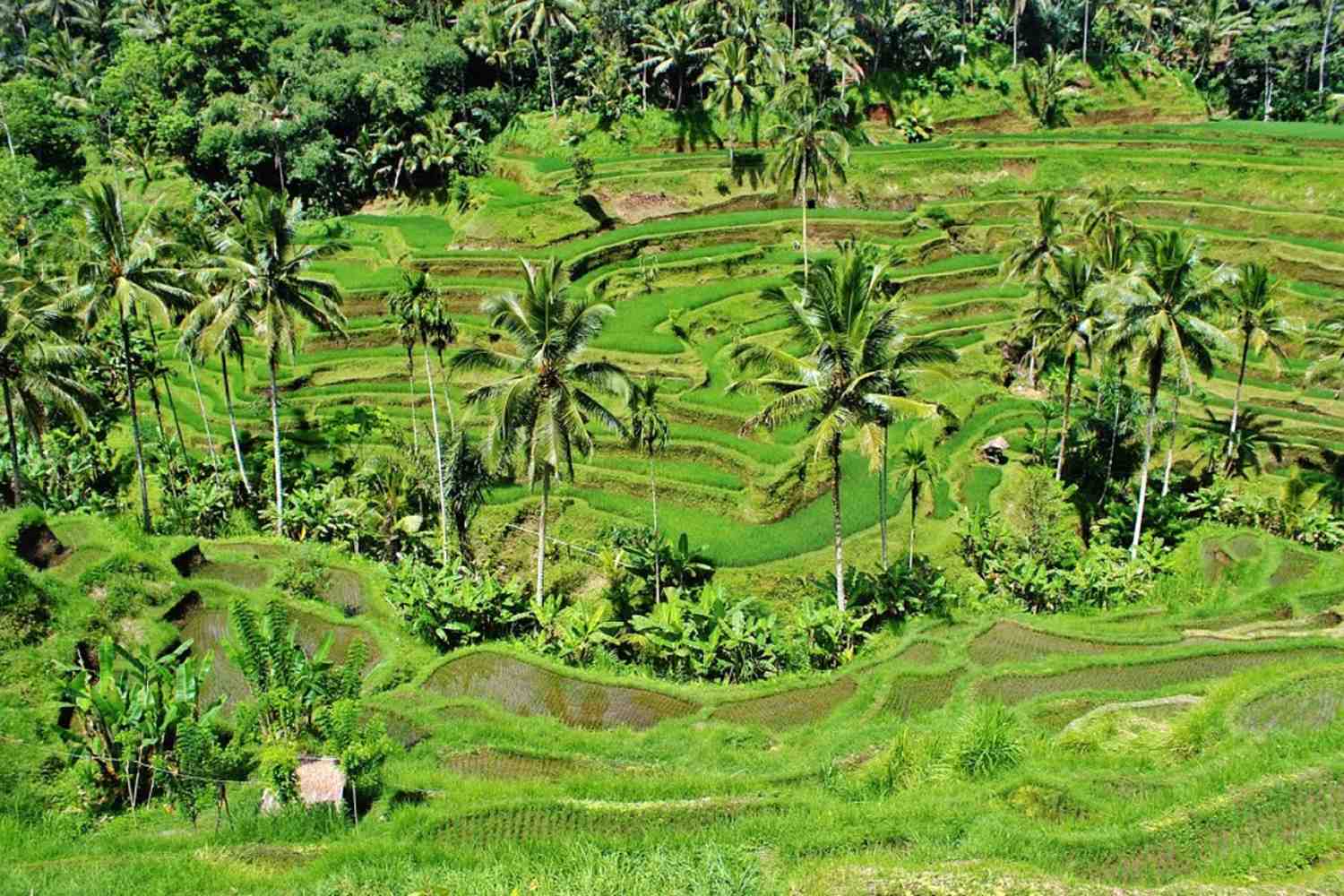 Don't miss the stunning rice terraces from your ubud itinerary