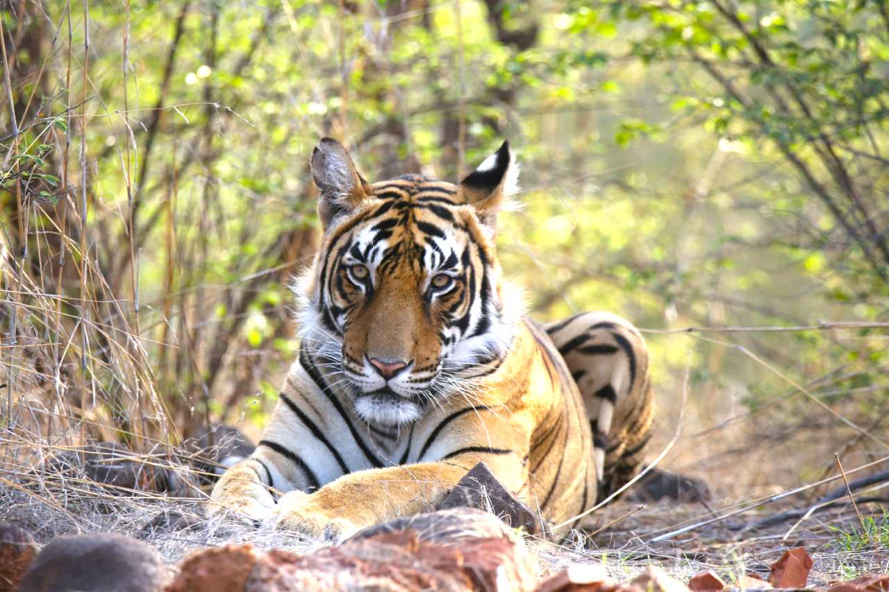tiger at Ranthambore National Park OP